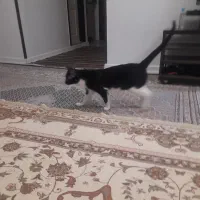 واگذاری گربه|گربه|زنجان, |دیوار