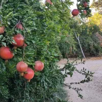 فروش زمین باغی در فرهنگ شهر|فروش زمین و ملک کلنگی|شیراز, فرهنگ شهر|دیوار