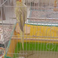 عروس هلندی نر|پرنده|گرمی, |دیوار