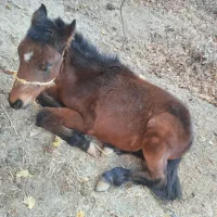 اسب نر|اسب و تجهیزات اسبسواری|نیشابور, دارایی|دیوار