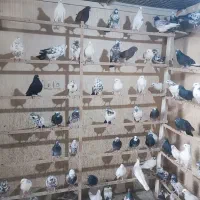 کفتر،کبوتر
