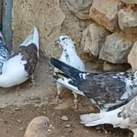 باخت رفته|حیوانات|زنجان, |دیوار