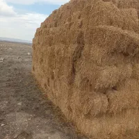 یونجه چین دوم