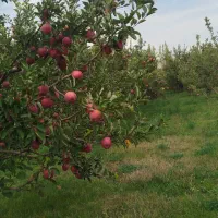 سیب|خوردنی و آشامیدنی|مراغه, |دیوار