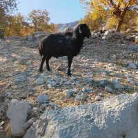 یه راس قوچ افشار