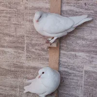 کبوتر|پرنده|کرمان, |دیوار