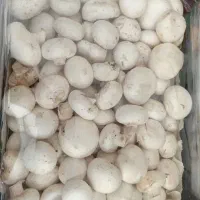 قارچ درجه یک