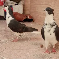 جفت ساده سیاه کاکل افشون