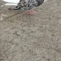 کبوتر هفت‌رنگ دم سفید