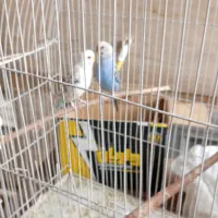 یک جفت مرغ عشق|پرنده|شیراز, قدوسی شرقی|دیوار