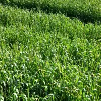 اجاره زمین کشاورزی|اجارهٔ دفتر صنعتی، کشاورزی، تجاری|اهواز, اسماعیلیه|دیوار