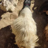 تیشتر ترکی آبستن