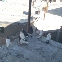 ۸عدد کبوتر طوق
