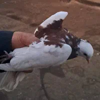 جوجه طوقی|پرنده|تربت جام, بیست متری منبع آب|دیوار