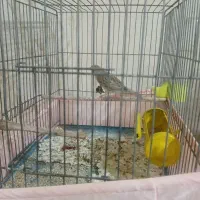 قناری|پرنده|تفرش, |دیوار