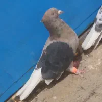 نروماده دم سفید عطیقه