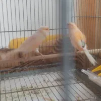 قناری برفکی سوپر