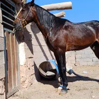 نریون فروشی  سن ۴ سال خیلی اروم بدون اخلاق|اسب و تجهیزات اسب‌سواری|خواف, |دیوار