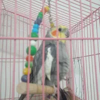 عروس هلندی نر پرحرف