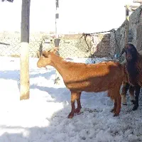 بزسانن|حیوانات مزرعه|فاروج, |دیوار