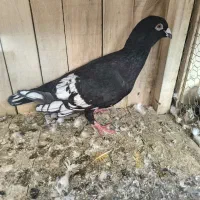 قره طاووسی قواره دار|پرنده|شیراز, رازی|دیوار