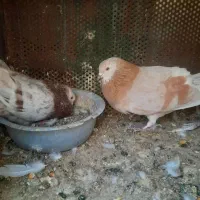 یه جفت کفتر پرشی
