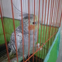 عروس هلندی|پرنده|داراب, |دیوار