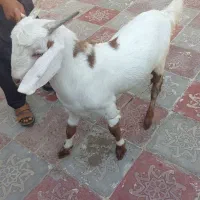 پاچن یه سالشه گوشتی
