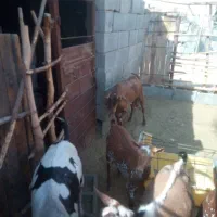 نری صلاله پچی|حیوانات مزرعه|فین, |دیوار