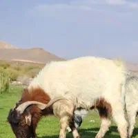 نری|حیوانات مزرعه|بافت, |دیوار