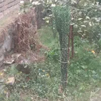 گل کاکتوس|گل و گیاه طبیعی|کردکوی, |دیوار