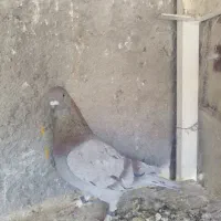 کبوتر کهنه خوب تیپ دار