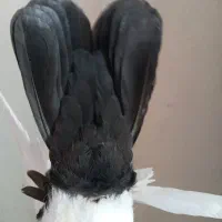 دم سیاه