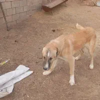 کوچک ۸ماه|سگ|تربت جام, میان جام|دیوار