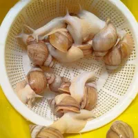 حلزون آلبینو|خزنده|تبریز, |دیوار