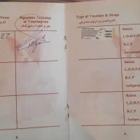 سگ پامرین گرگی کاملا سلام و واکسینه شده|سگ|شهریار, شهرک شاهد|دیوار