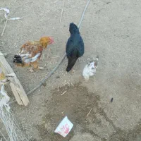 مرغ و خروس|حیوانات مزرعه|کورین, |دیوار