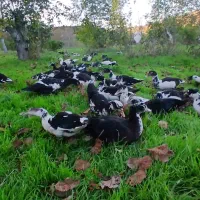 تعداد ۵۰ اردک اسرائیلی اصلاح شده|حیوانات مزرعه|گرمی, |دیوار