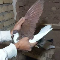 3 عدد کبوتر رنگی همگی آس همشون پرنده زنگ|پرنده|شال, |دیوار