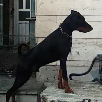 دوبر نر کیفیت وارداتی