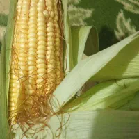 بلال درجه یک و شیرین