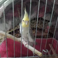 عروس هلندی نر دستی