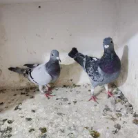 جوجه کبوتر آلمانی مسافتی پلاکی|پرنده|چناران, |دیوار