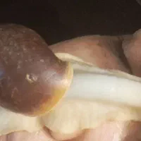 حلزون افریقایی