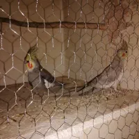 عروس هلندی مولد|پرنده|کرمان, |دیوار