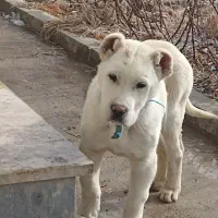 آلابای روس|سگ|فرخ‌شهر, |دیوار