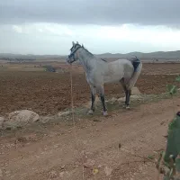 اسب مادیون شکم پر از نوه سالار ۲