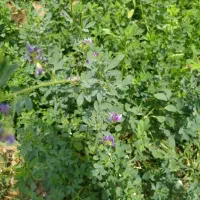 پرس یونجه درجه1چن 5