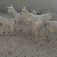 سه تاکولارکل سانن دوتابزسانن