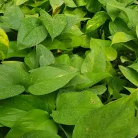 گیاه پتوس سبز|گل و گیاه طبیعی|تهران, عباس‌آباد|دیوار